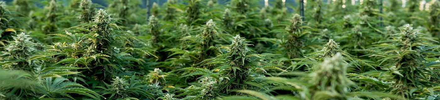 Royal Queen Seeds