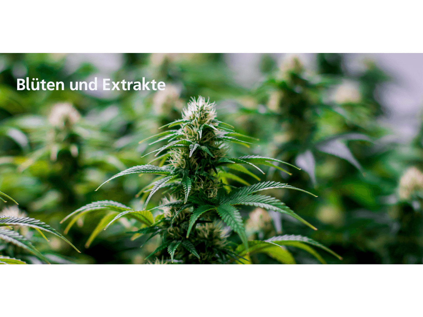 Titelbild