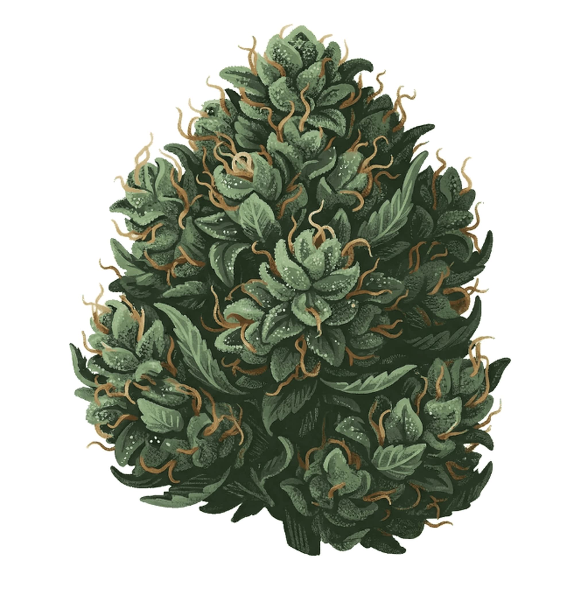 Cannabis Flos Bedrolite LI5