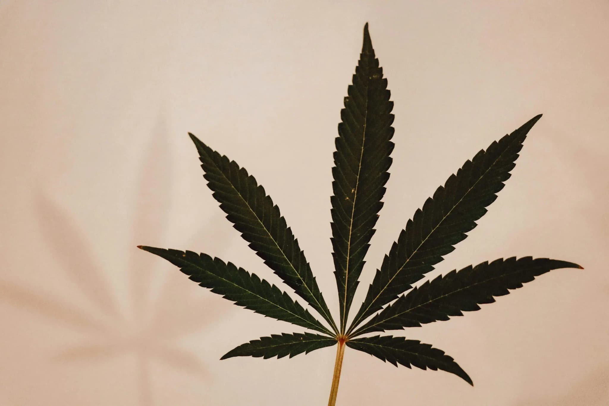 Faktoren, die die Nachweiszeiten von THC beeinflussen