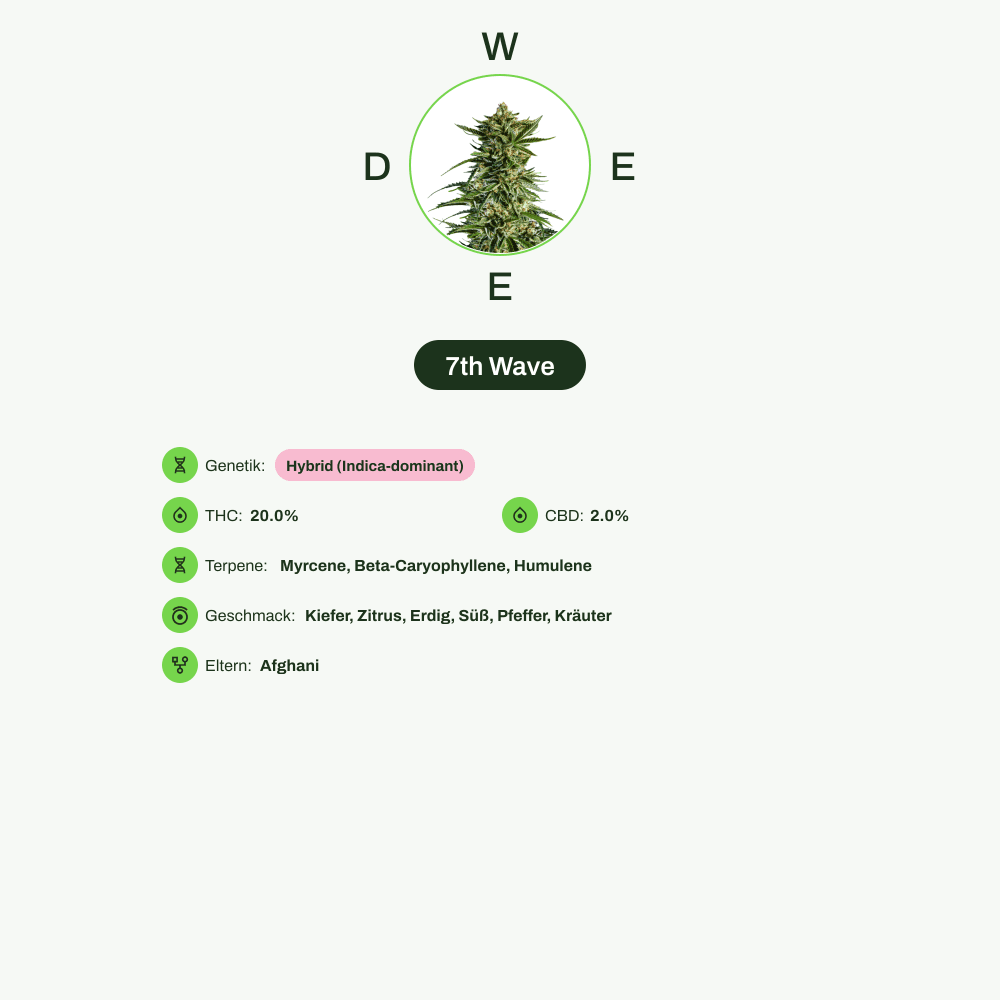 Infografik über THC-Gehalt, CBD-Gehalt, Terpene, Wirkungen, Geschmack von 7th Wave