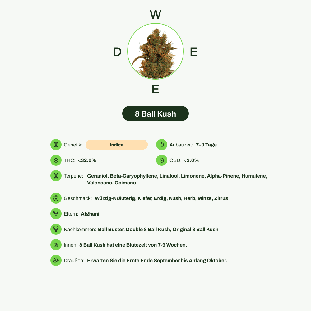 Infografik über THC-Gehalt, CBD-Gehalt, Terpene, Wirkungen, Geschmack von 8 Ball Kush