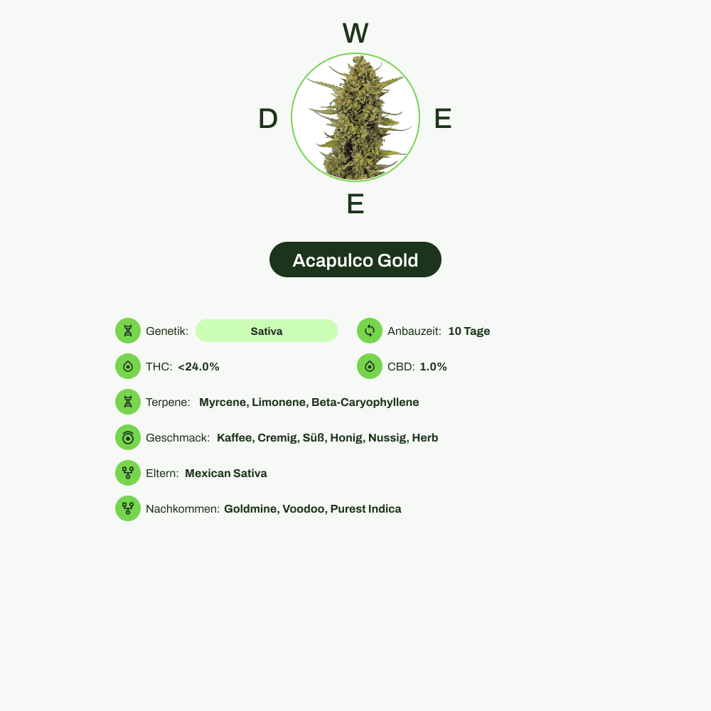 Infografik über THC-Gehalt, CBD-Gehalt, Terpene, Wirkungen, Geschmack von Acapulco Gold