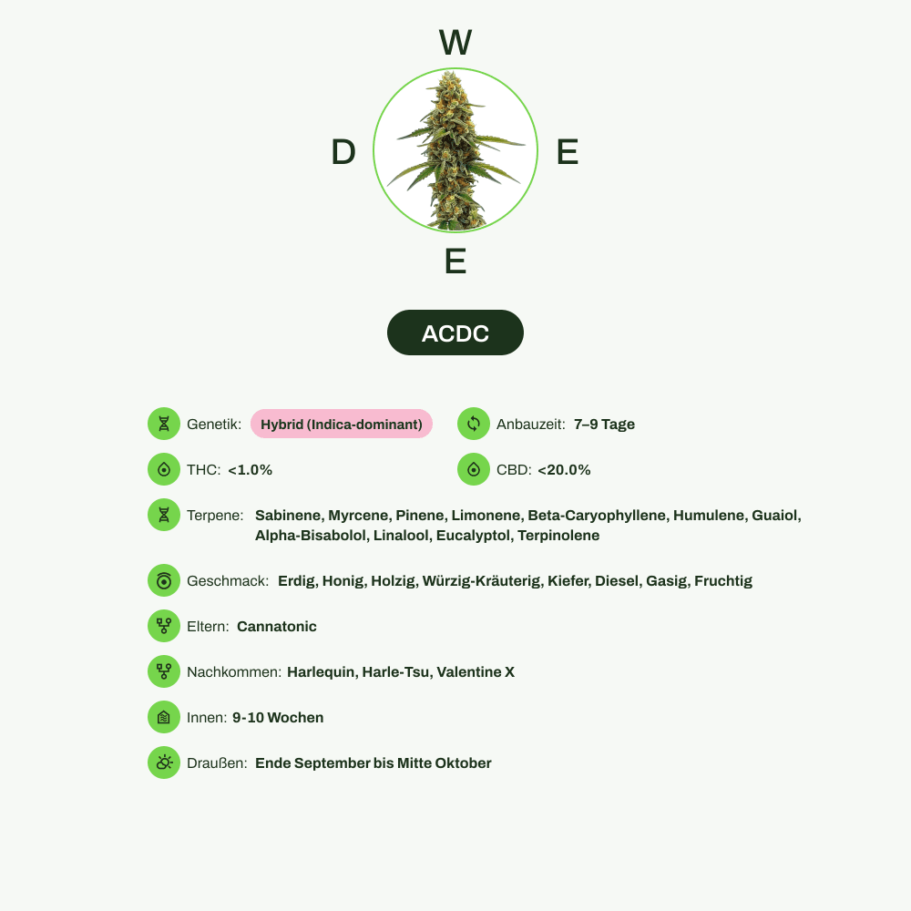 Infografik über THC-Gehalt, CBD-Gehalt, Terpene, Wirkungen, Geschmack von ACDC
