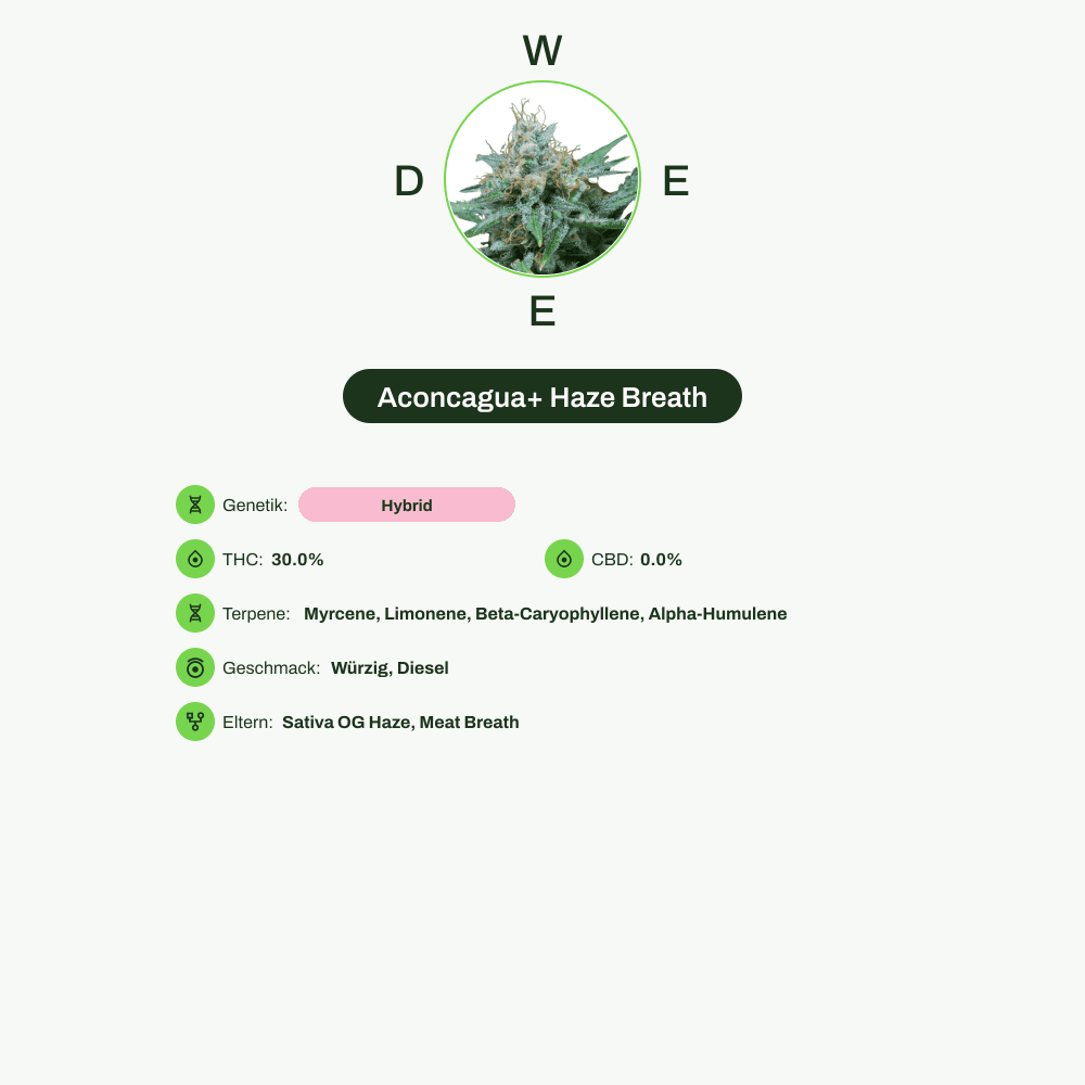 Infografik über THC-Gehalt, CBD-Gehalt, Terpene, Wirkungen, Geschmack von Aconcagua+ Haze Breath