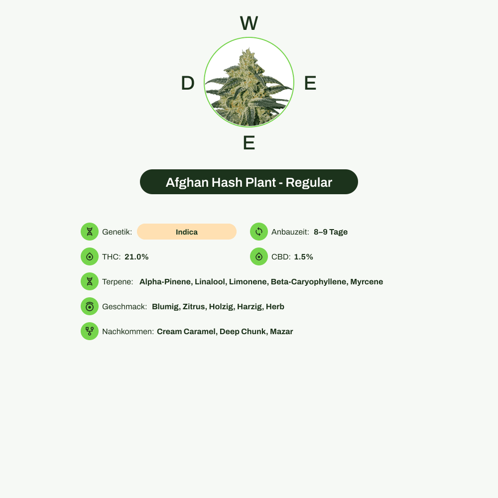 Infografik über THC-Gehalt, CBD-Gehalt, Terpene, Wirkungen, Geschmack von Afghan Hash Plant - Regular