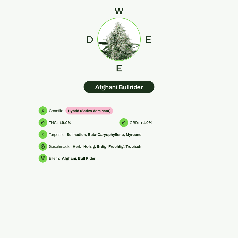 Infografik über THC-Gehalt, CBD-Gehalt, Terpene, Wirkungen, Geschmack von Afghani Bullrider