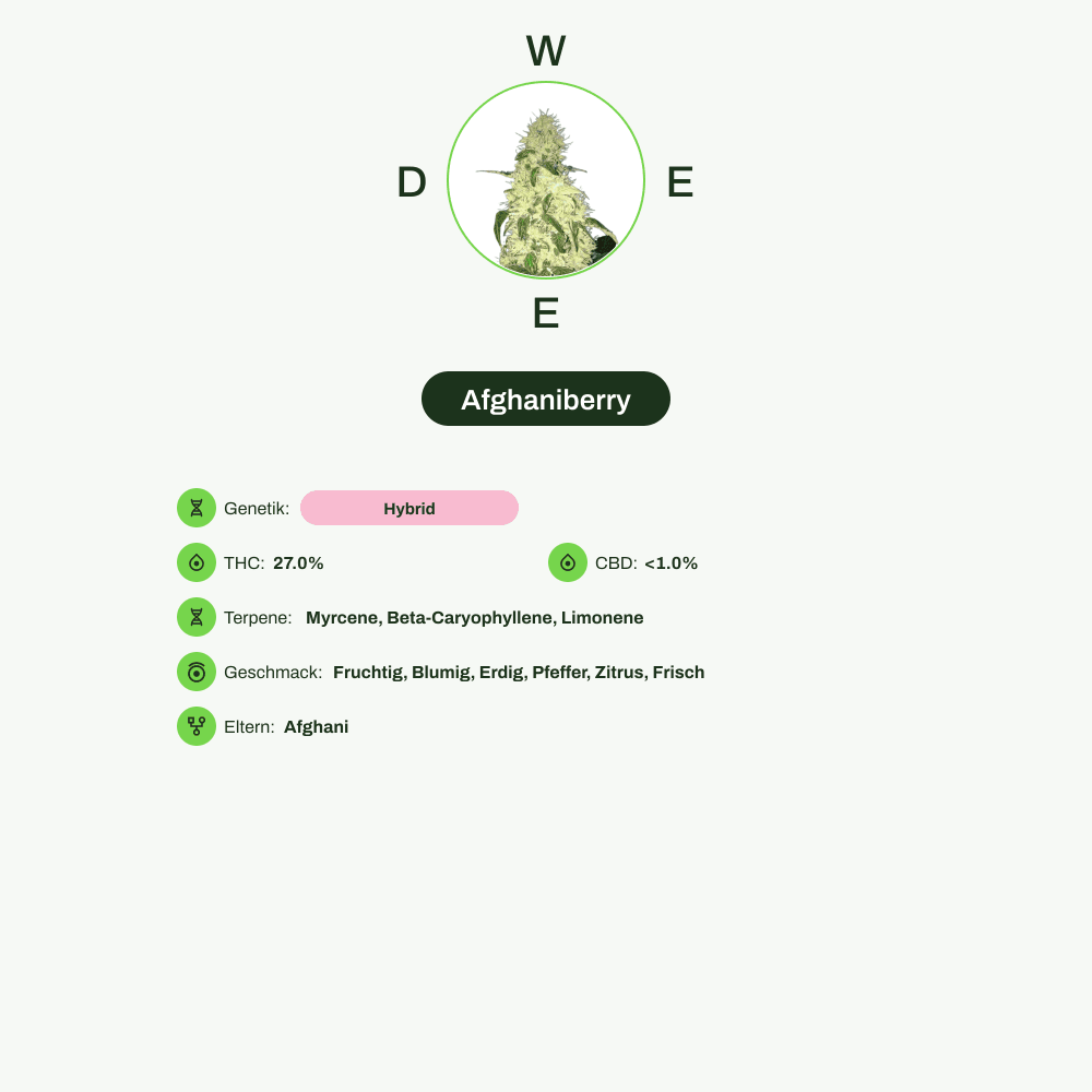Infografik über THC-Gehalt, CBD-Gehalt, Terpene, Wirkungen, Geschmack von Afghaniberry