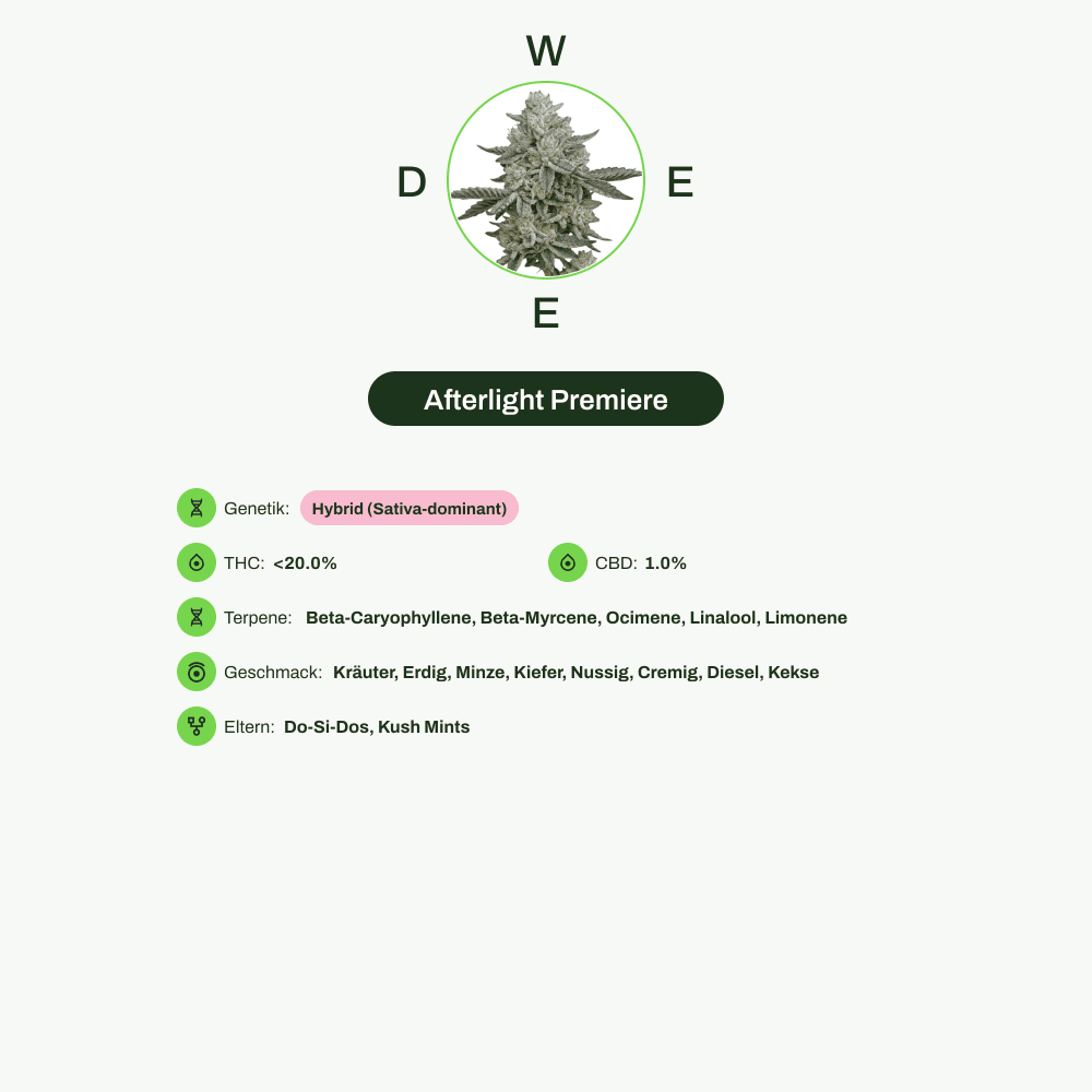 Infografik über THC-Gehalt, CBD-Gehalt, Terpene, Wirkungen, Geschmack von Afterlight Premiere