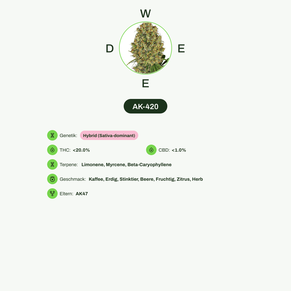 Infografik über THC-Gehalt, CBD-Gehalt, Terpene, Wirkungen, Geschmack von AK-420