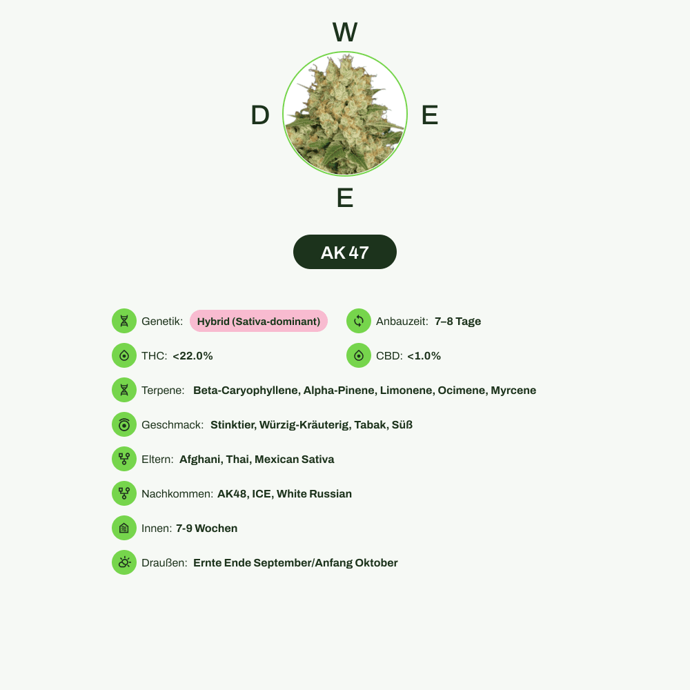 Infografik über THC-Gehalt, CBD-Gehalt, Terpene, Wirkungen, Geschmack von AK 47