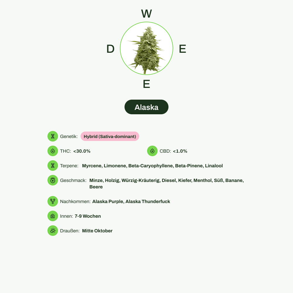 Infografik über THC-Gehalt, CBD-Gehalt, Terpene, Wirkungen, Geschmack von Alaska