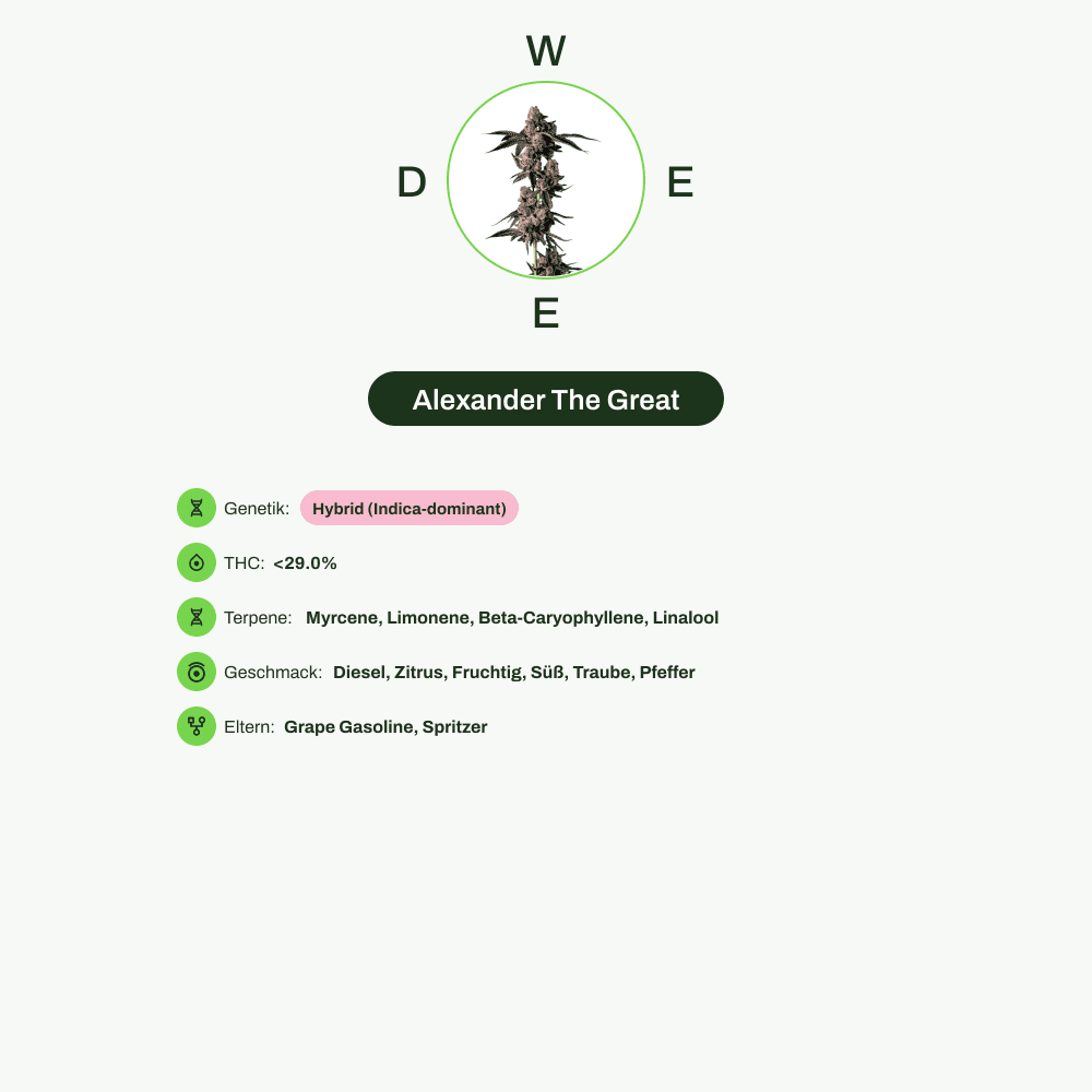 Infografik über THC-Gehalt, CBD-Gehalt, Terpene, Wirkungen, Geschmack von Alexander The Great