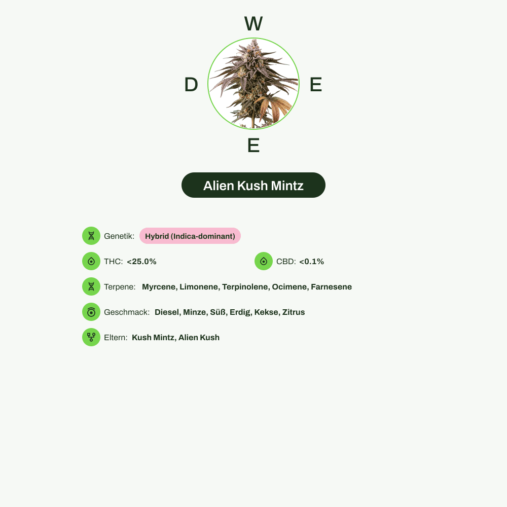 Infografik über THC-Gehalt, CBD-Gehalt, Terpene, Wirkungen, Geschmack von Alien Kush Mintz