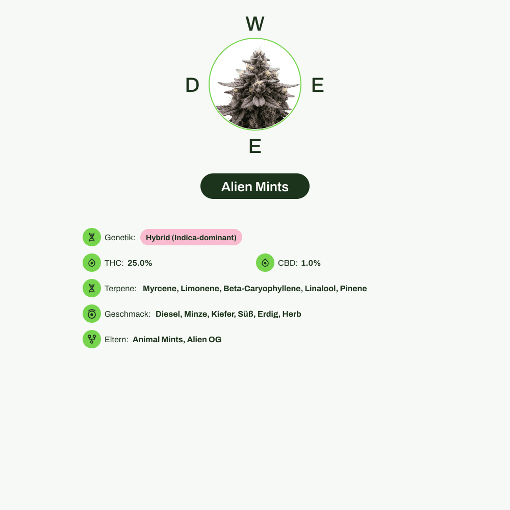 Infografik über THC-Gehalt, CBD-Gehalt, Terpene, Wirkungen, Geschmack von Alien Mints