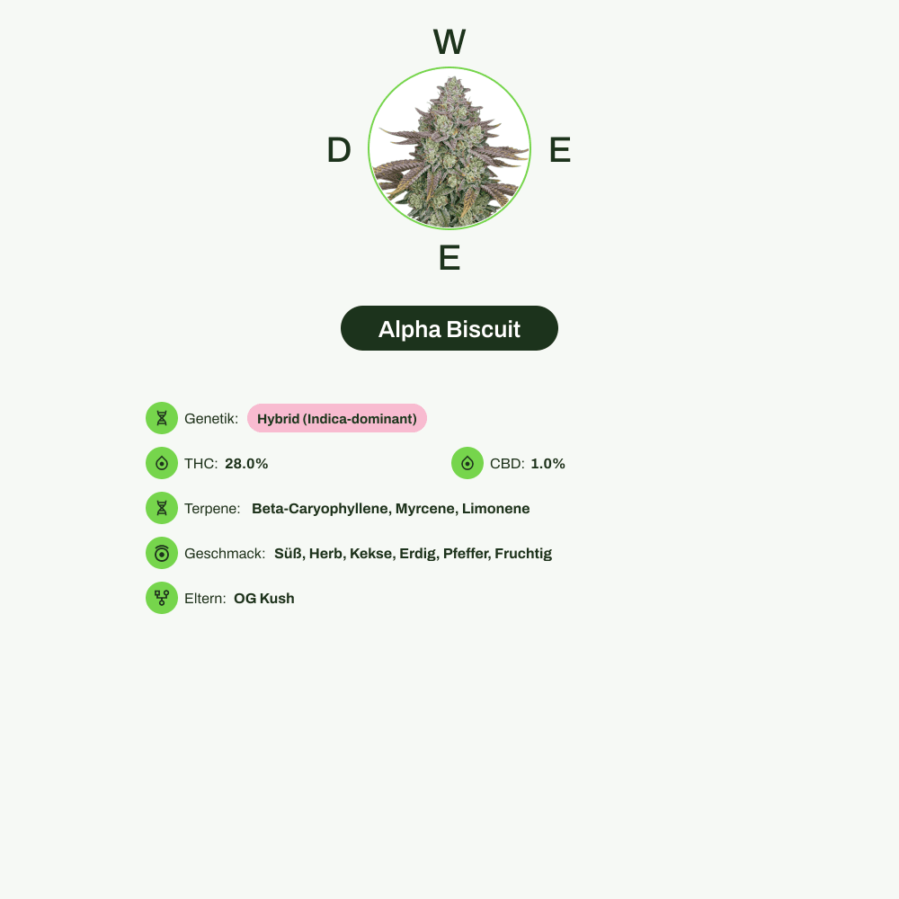 Infografik über THC-Gehalt, CBD-Gehalt, Terpene, Wirkungen, Geschmack von Alpha Biscuit