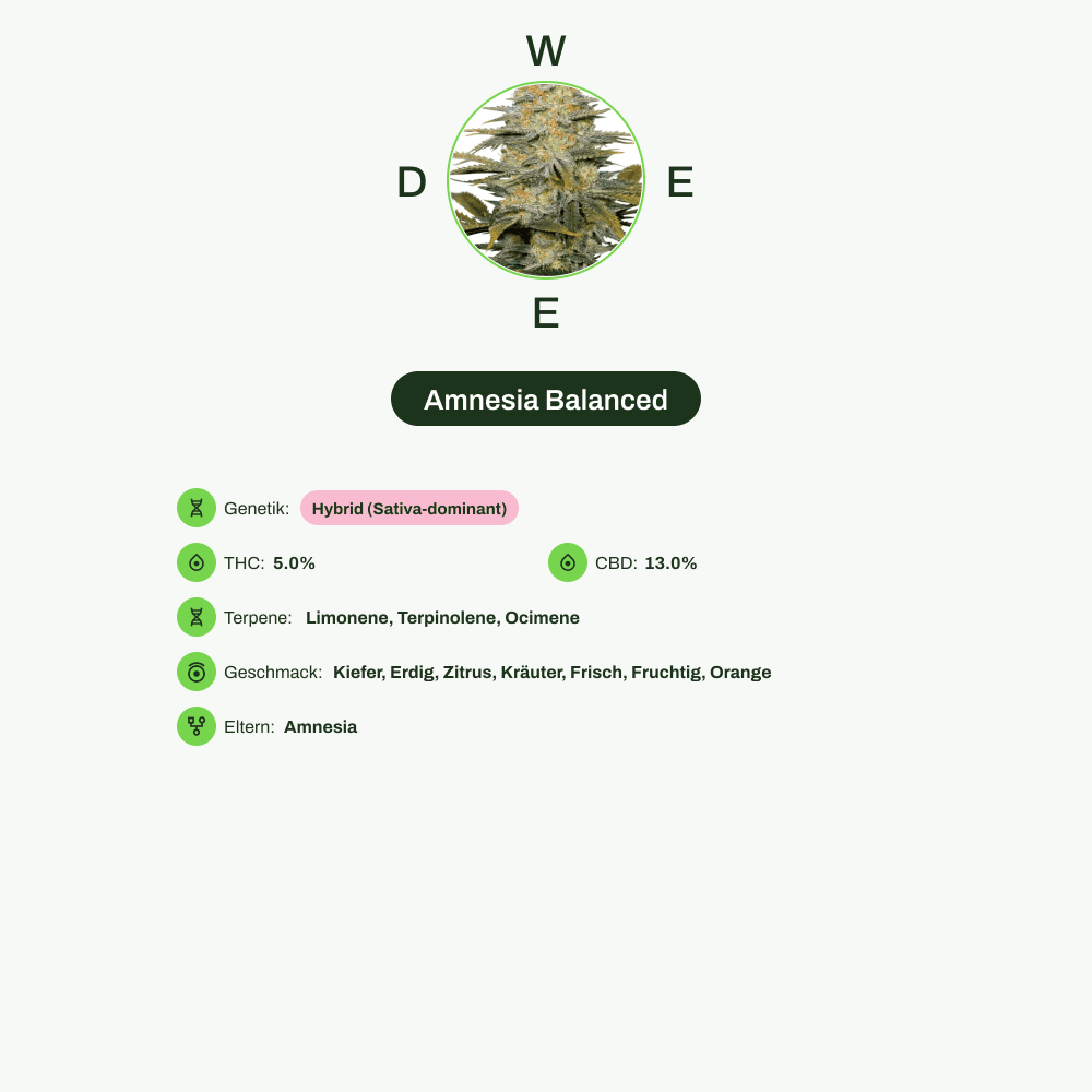 Infografik über THC-Gehalt, CBD-Gehalt, Terpene, Wirkungen, Geschmack von Amnesia Balanced