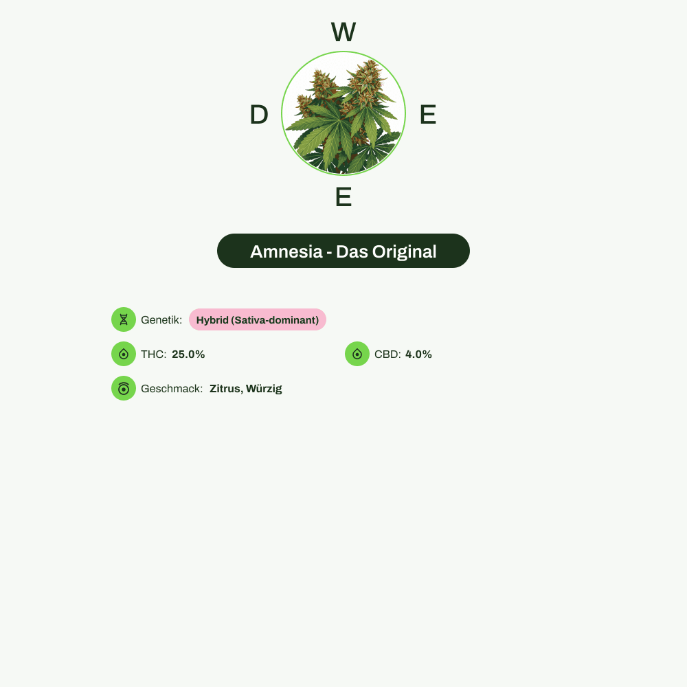 Infografik über THC-Gehalt, CBD-Gehalt, Wirkungen, Geschmack von Amnesia - Das Original