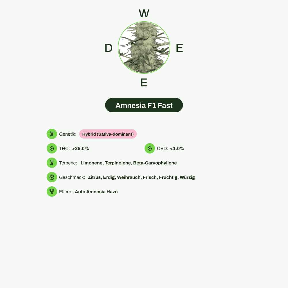 Infografik über THC-Gehalt, CBD-Gehalt, Terpene, Wirkungen, Geschmack von Amnesia F1 Fast