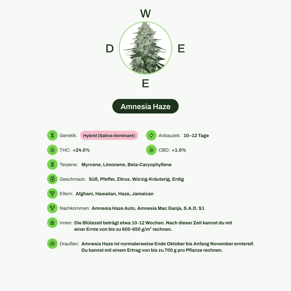 Infografik über THC-Gehalt, CBD-Gehalt, Terpene, Wirkungen, Geschmack von Amnesia Haze