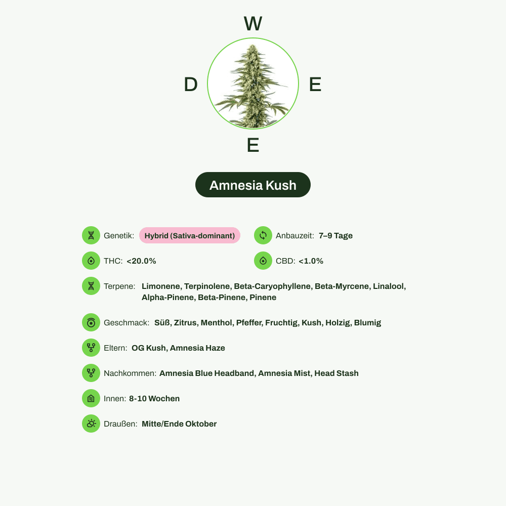 Infografik über THC-Gehalt, CBD-Gehalt, Terpene, Wirkungen, Geschmack von Amnesia Kush