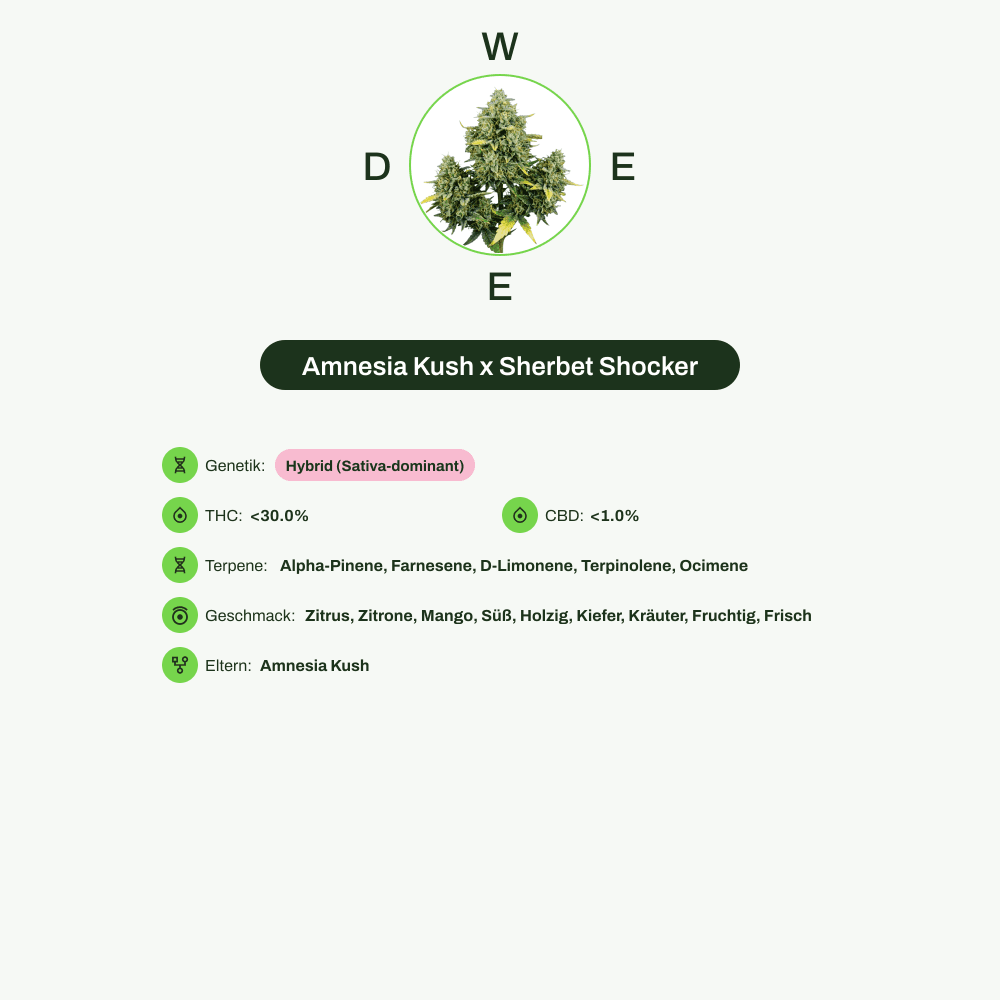 Infografik über THC-Gehalt, CBD-Gehalt, Terpene, Wirkungen, Geschmack von Amnesia Kush x Sherbet Shocker