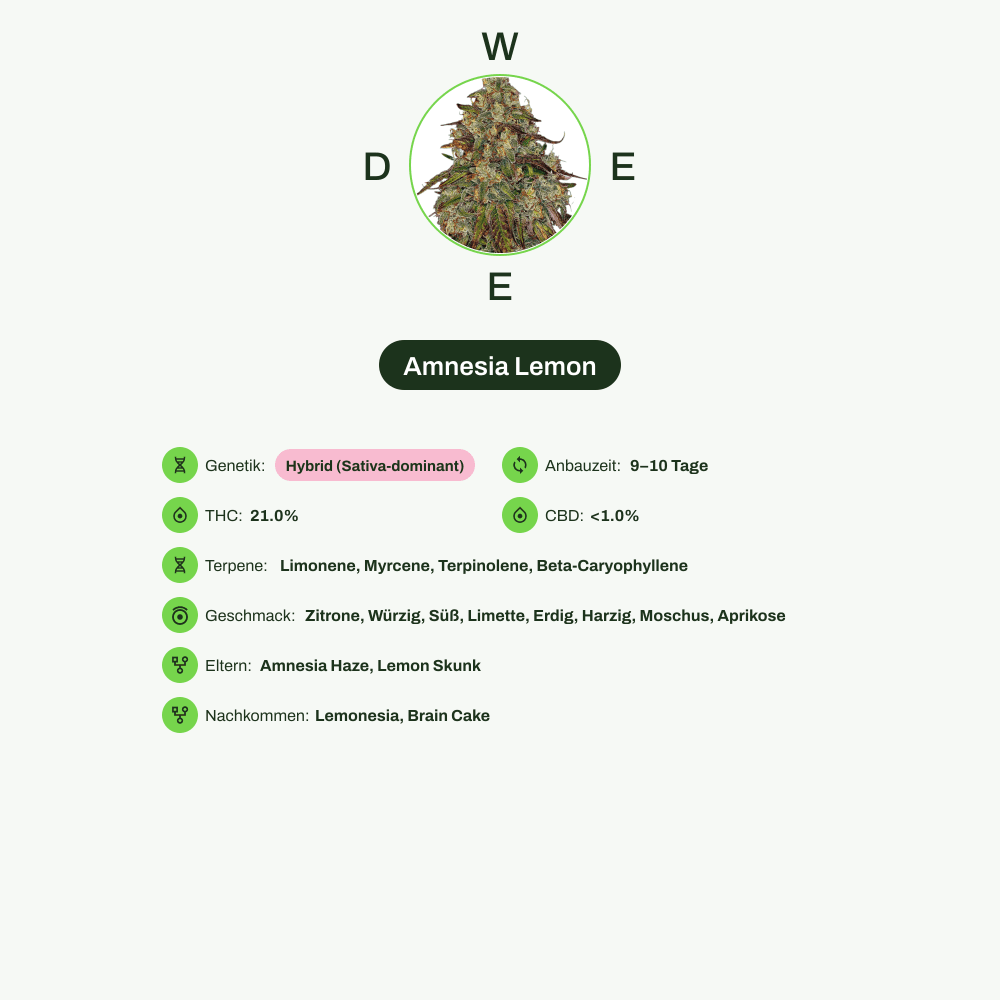 Infografik über THC-Gehalt, CBD-Gehalt, Terpene, Wirkungen, Geschmack von Amnesia Lemon