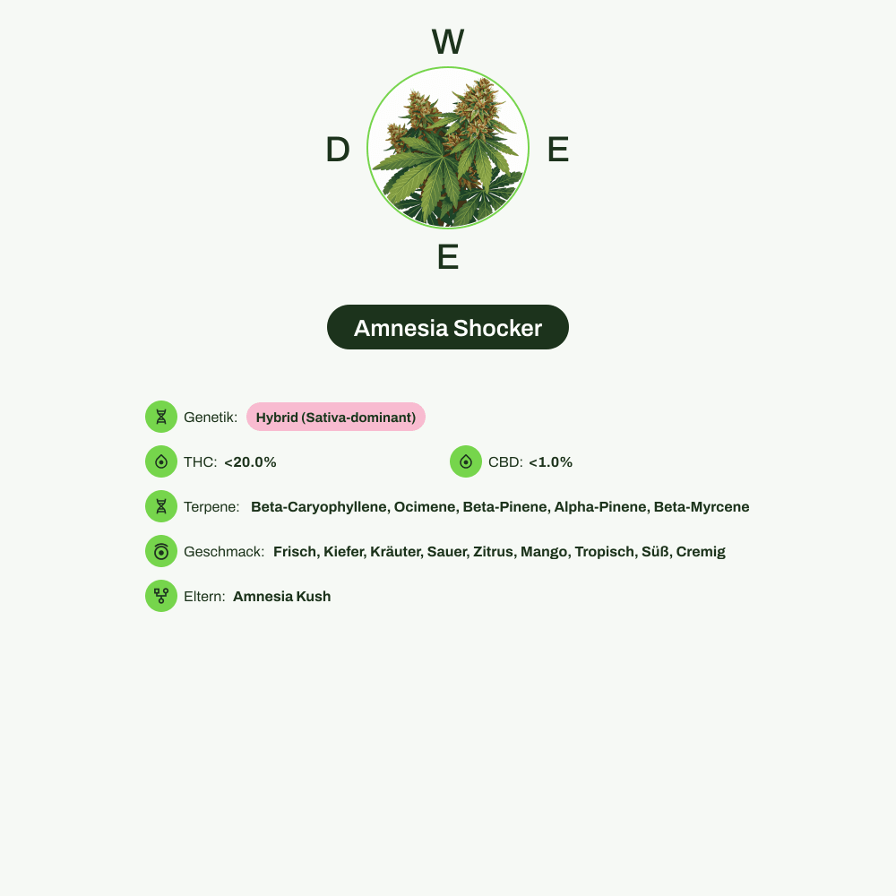 Infografik über THC-Gehalt, CBD-Gehalt, Terpene, Wirkungen, Geschmack von Amnesia Shocker