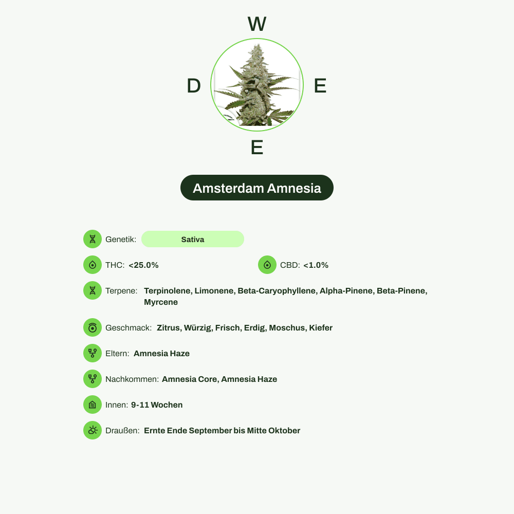 Infografik über THC-Gehalt, CBD-Gehalt, Terpene, Wirkungen, Geschmack von Amsterdam Amnesia