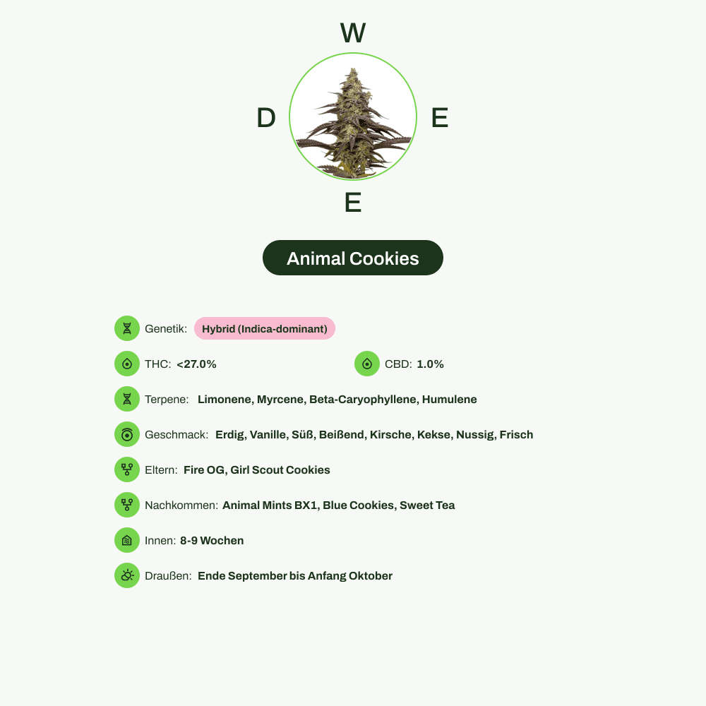 Infografik über THC-Gehalt, CBD-Gehalt, Terpene, Wirkungen, Geschmack von Animal Cookies