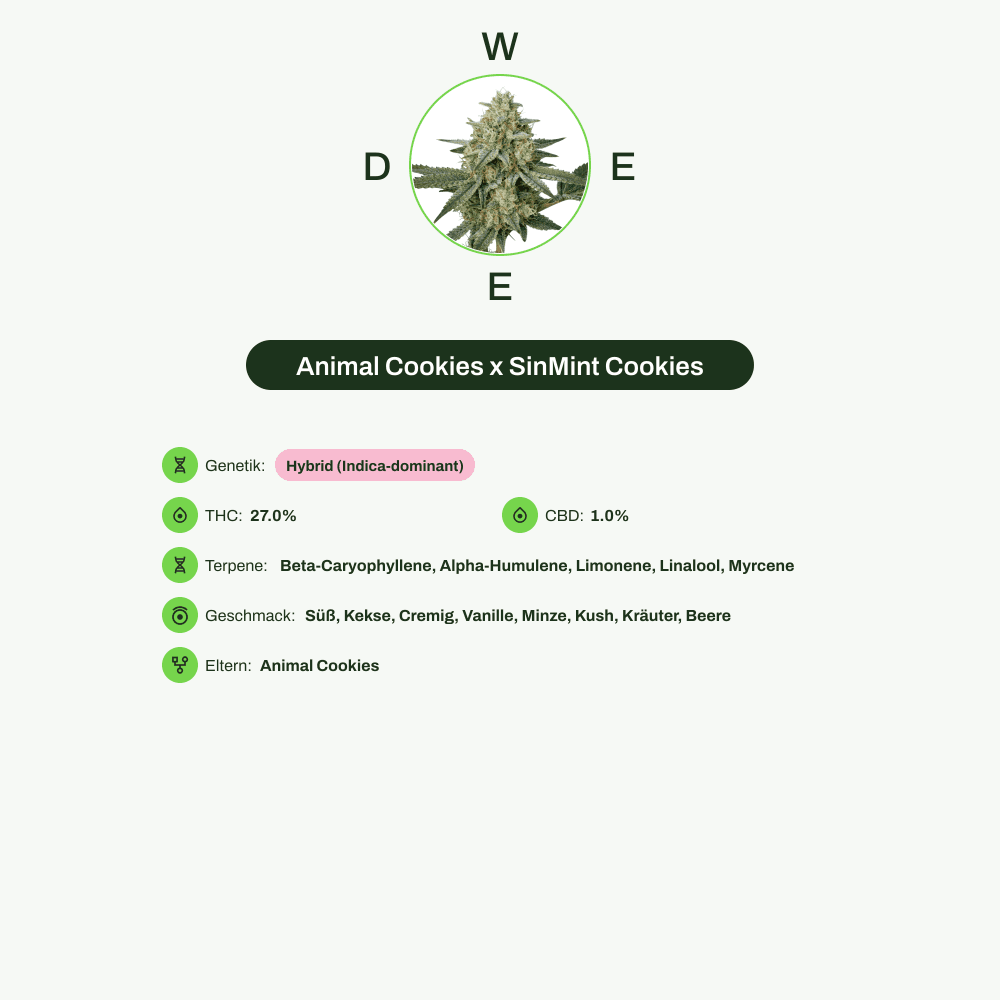 Infografik über THC-Gehalt, CBD-Gehalt, Terpene, Wirkungen, Geschmack von Animal Cookies x SinMint Cookies