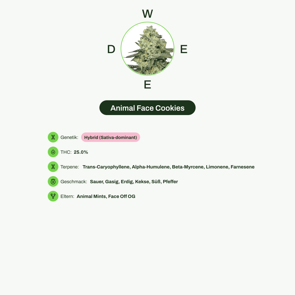 Infografik über THC-Gehalt, CBD-Gehalt, Terpene, Wirkungen, Geschmack von Animal Face Cookies