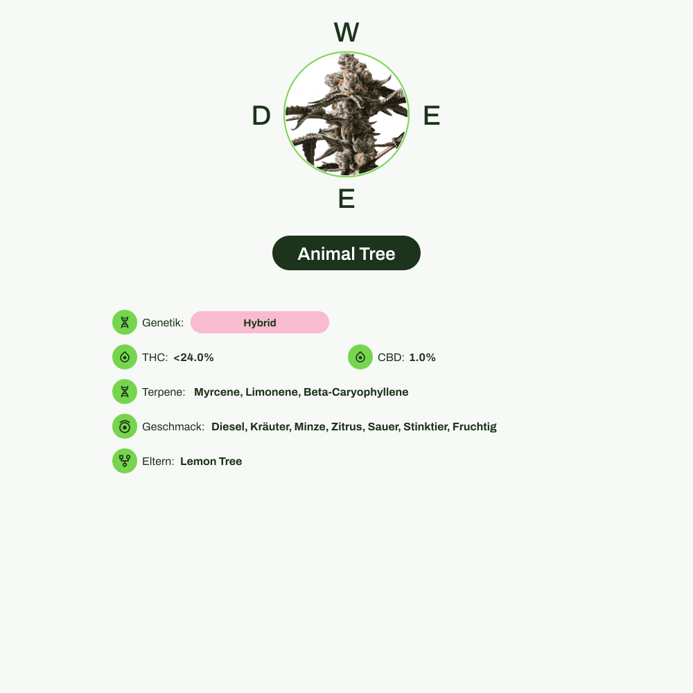 Infografik über THC-Gehalt, CBD-Gehalt, Terpene, Wirkungen, Geschmack von Animal Tree