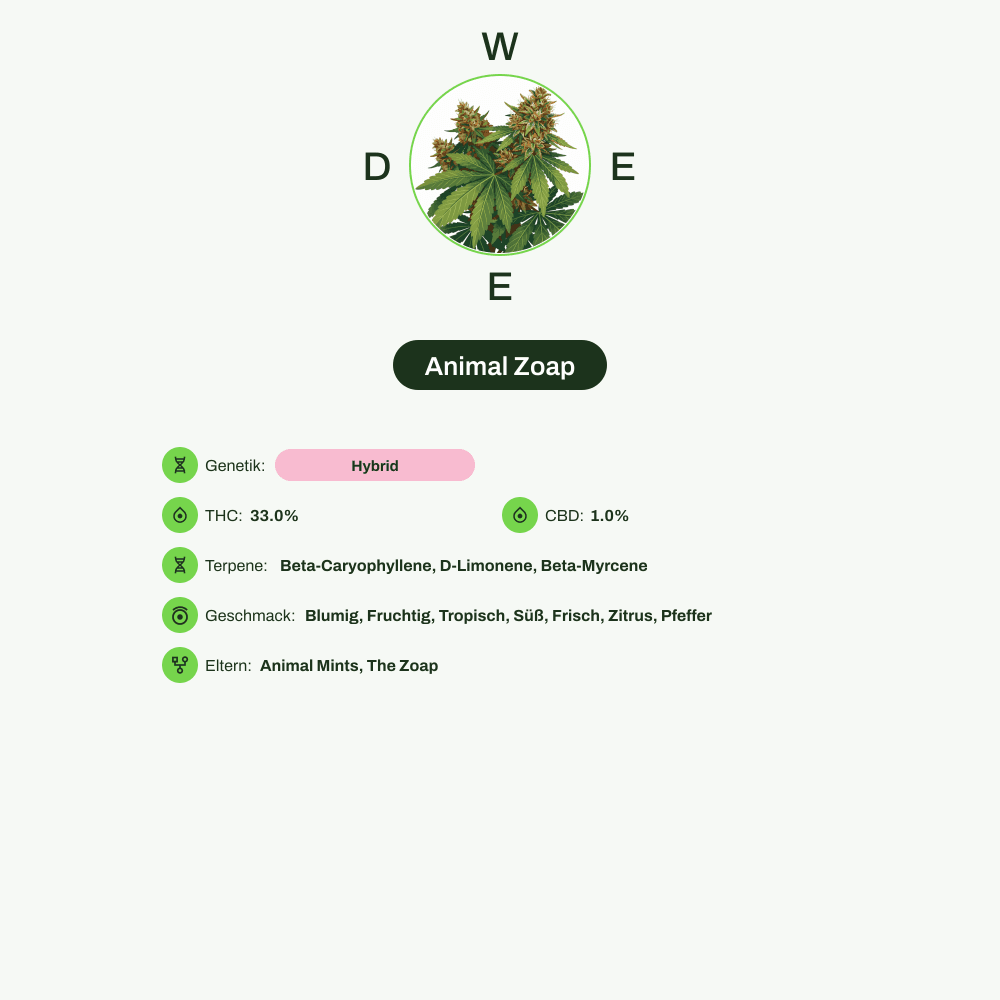 Infografik über THC-Gehalt, CBD-Gehalt, Terpene, Wirkungen, Geschmack von Animal Zoap