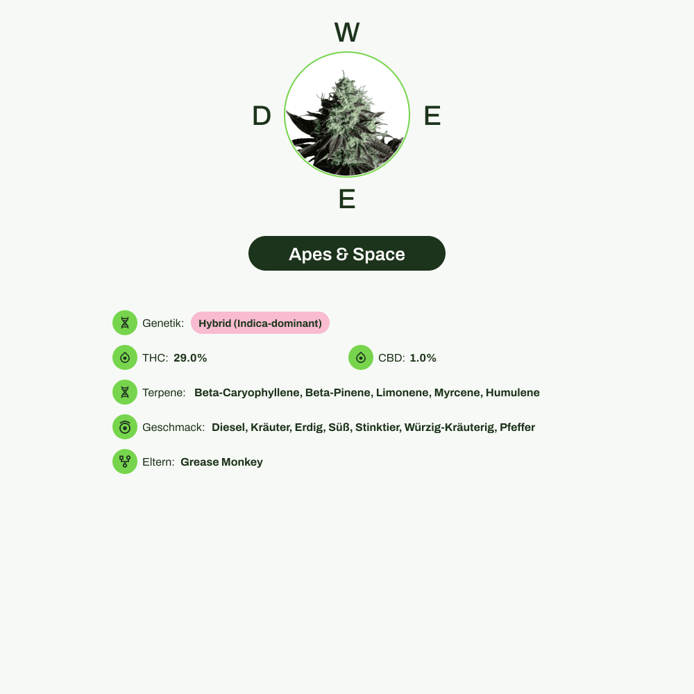 Infografik über THC-Gehalt, CBD-Gehalt, Terpene, Wirkungen, Geschmack von Apes & Space