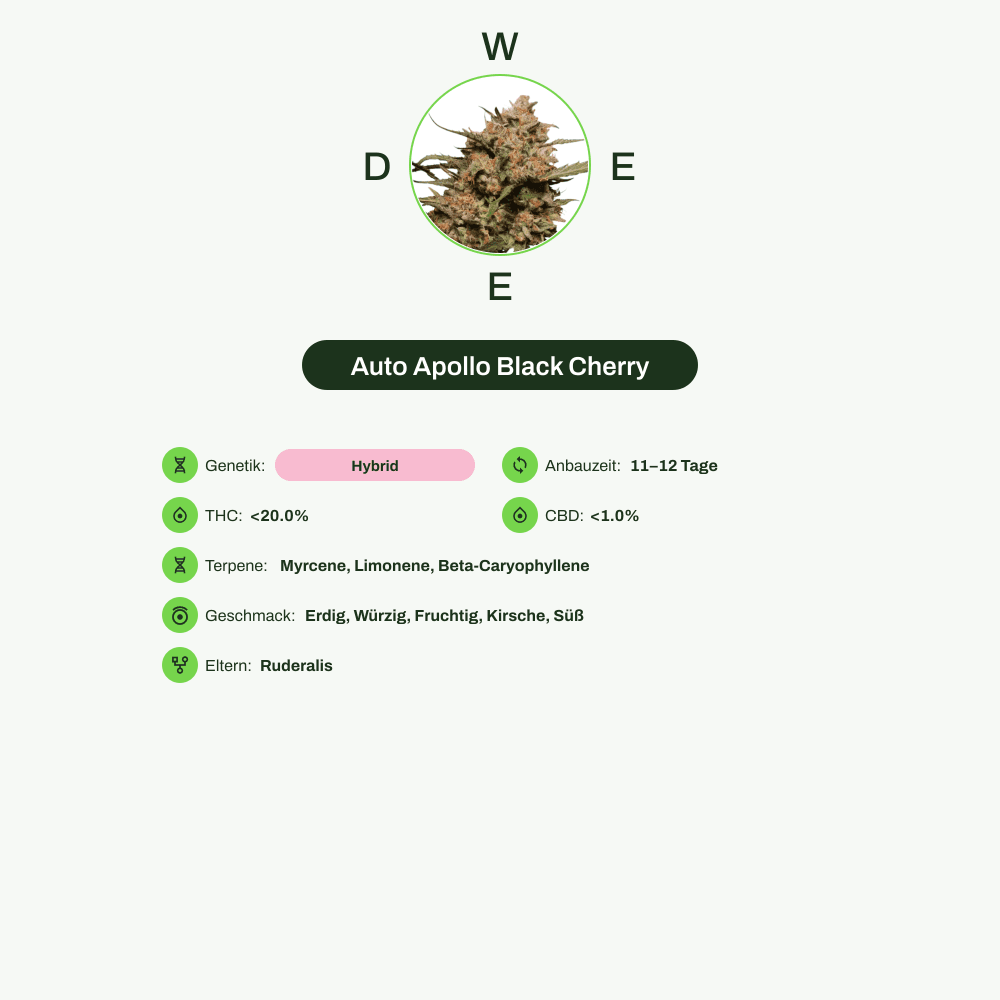 Infografik über THC-Gehalt, CBD-Gehalt, Terpene, Wirkungen, Geschmack von Auto Apollo Black Cherry