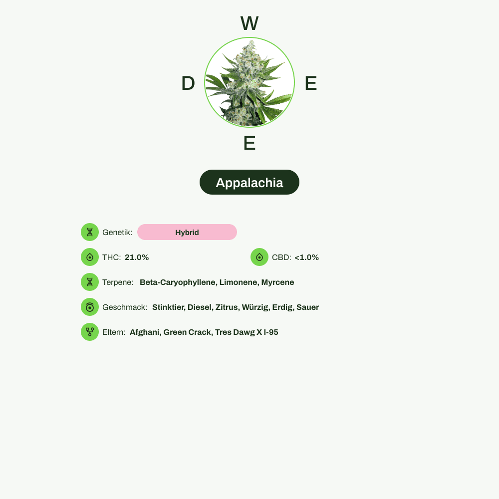 Infografik über THC-Gehalt, CBD-Gehalt, Terpene, Wirkungen, Geschmack von Appalachia