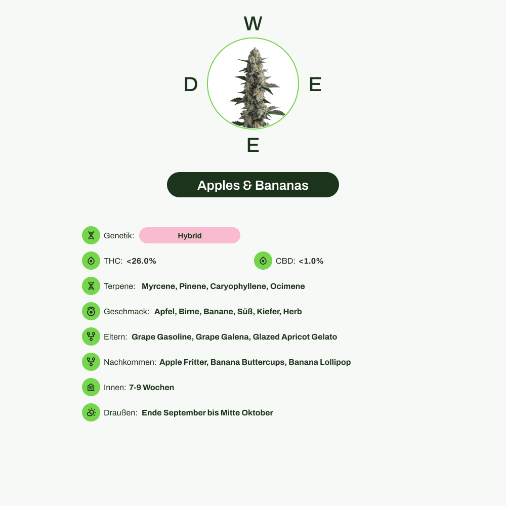 Infografik über THC-Gehalt, CBD-Gehalt, Terpene, Wirkungen, Geschmack von Apples & Bananas