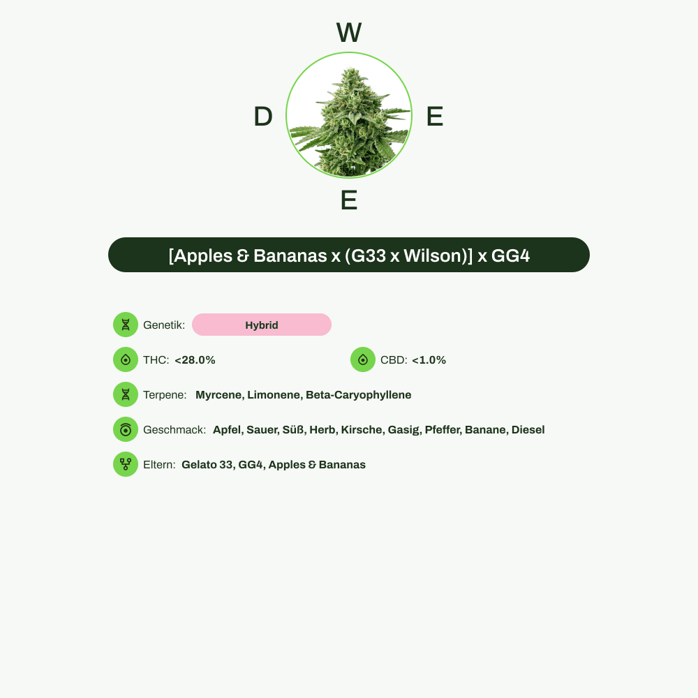 Infografik über THC-Gehalt, CBD-Gehalt, Terpene, Wirkungen, Geschmack von [Apples & Bananas x (G33 x Wilson)] x GG4