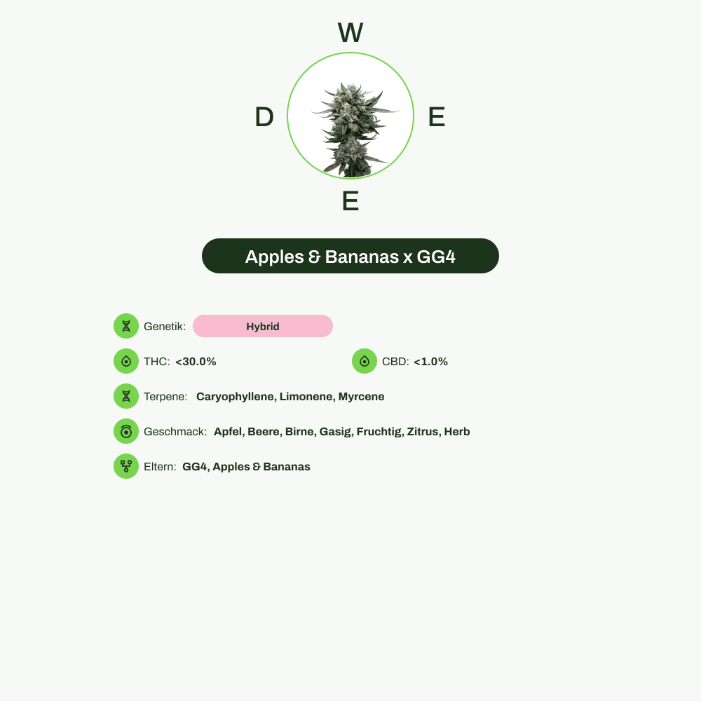 Infografik über THC-Gehalt, CBD-Gehalt, Terpene, Wirkungen, Geschmack von Apples & Bananas x GG4