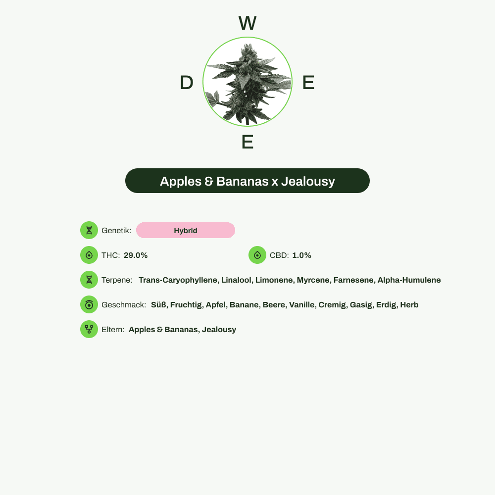 Infografik über THC-Gehalt, CBD-Gehalt, Terpene, Wirkungen, Geschmack von Apples & Bananas x Jealousy