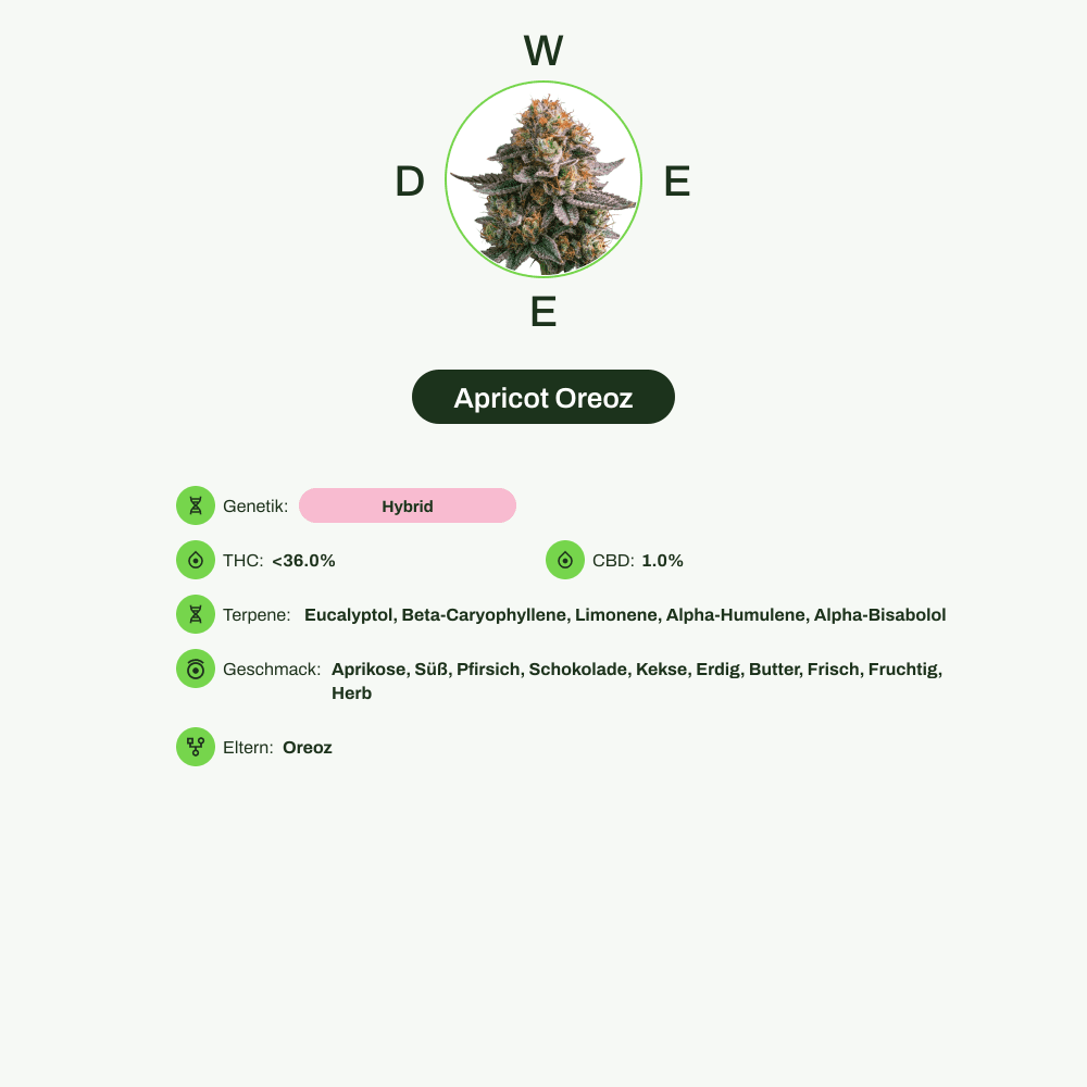 Infografik über THC-Gehalt, CBD-Gehalt, Terpene, Wirkungen, Geschmack von Apricot Oreoz