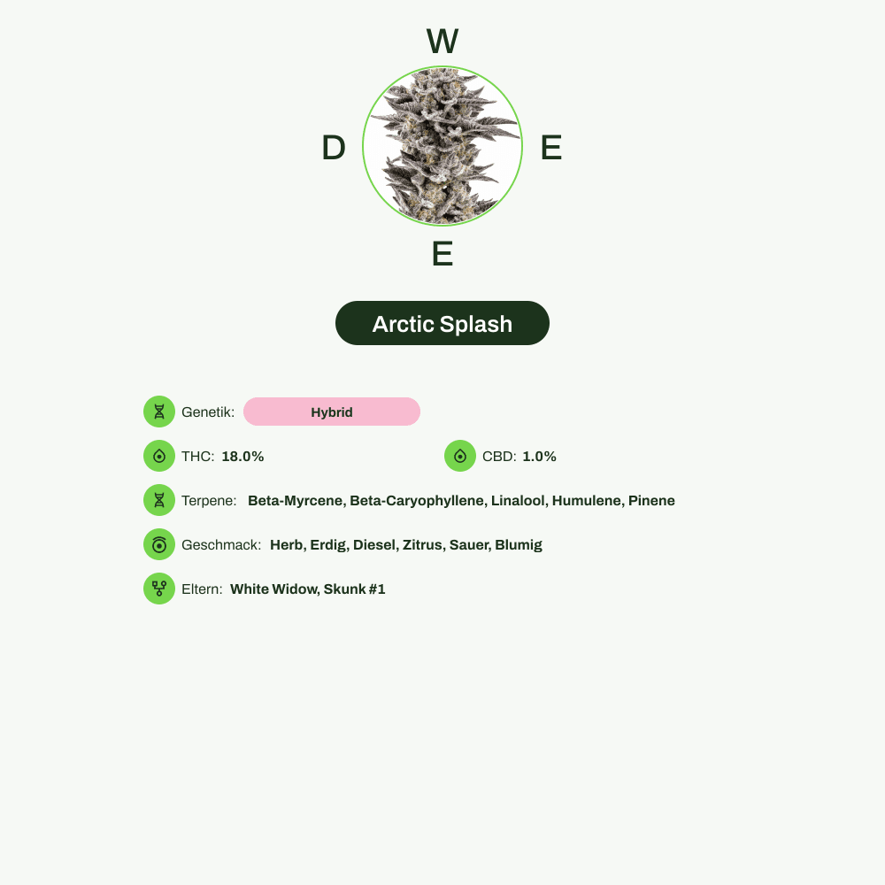 Infografik über THC-Gehalt, CBD-Gehalt, Terpene, Wirkungen, Geschmack von Arctic Splash