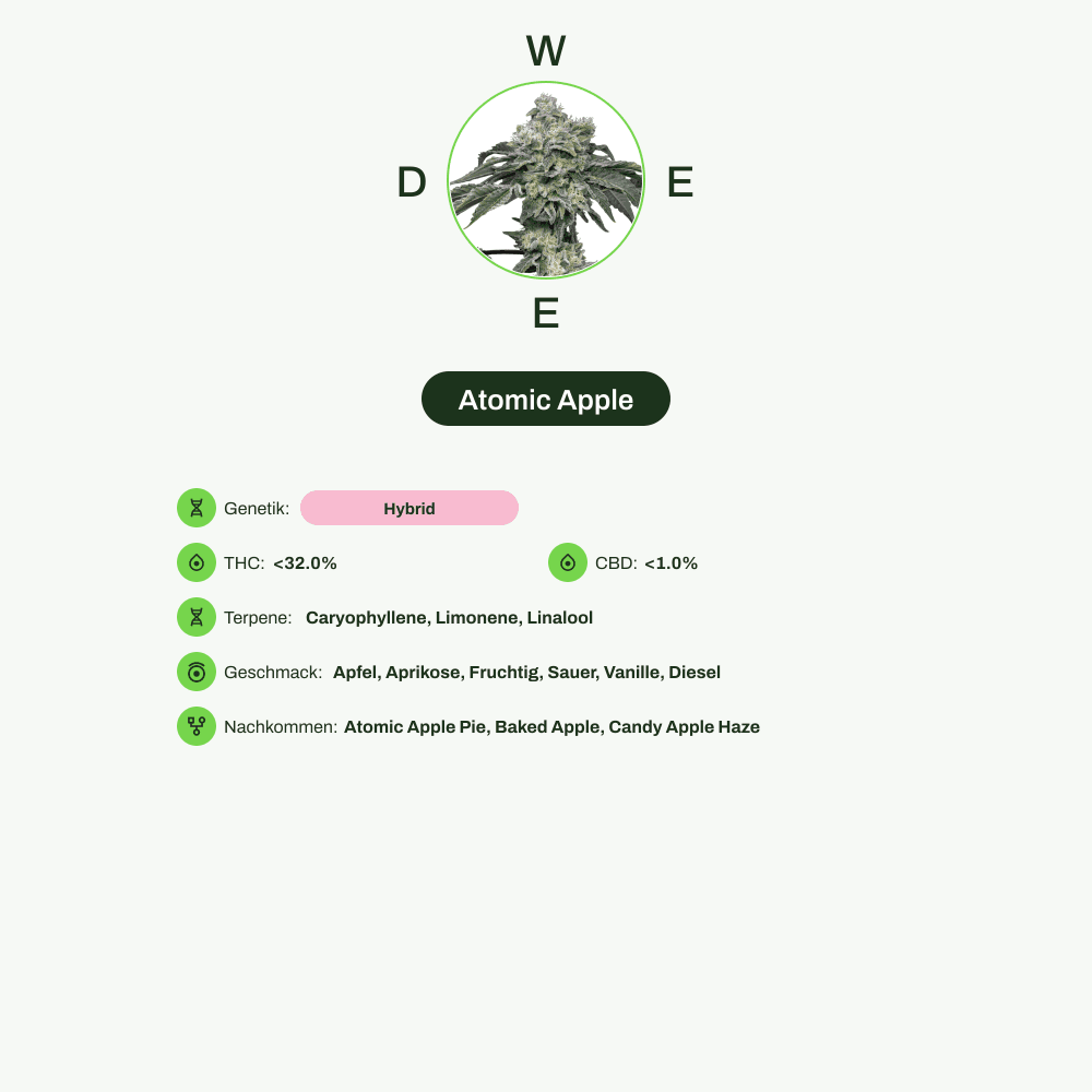Infografik über THC-Gehalt, CBD-Gehalt, Terpene, Wirkungen, Geschmack von Atomic Apple