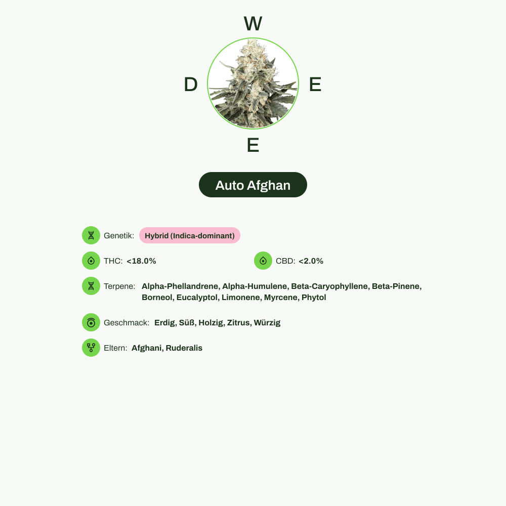 Infografik über THC-Gehalt, CBD-Gehalt, Terpene, Wirkungen, Geschmack von Auto Afghan