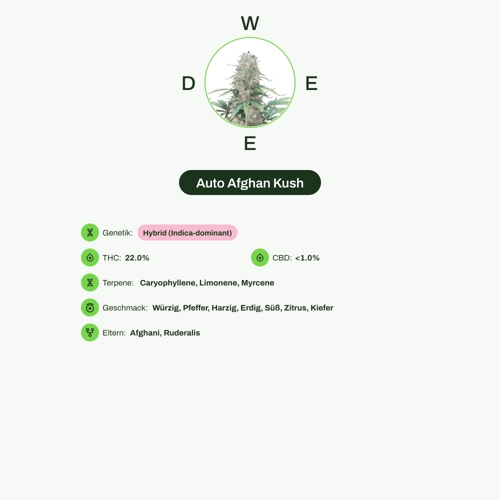 Infografik über THC-Gehalt, CBD-Gehalt, Terpene, Wirkungen, Geschmack von Auto Afghan Kush