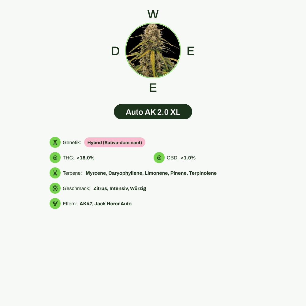 Infografik über THC-Gehalt, CBD-Gehalt, Terpene, Wirkungen, Geschmack von Auto AK 2.0 XL