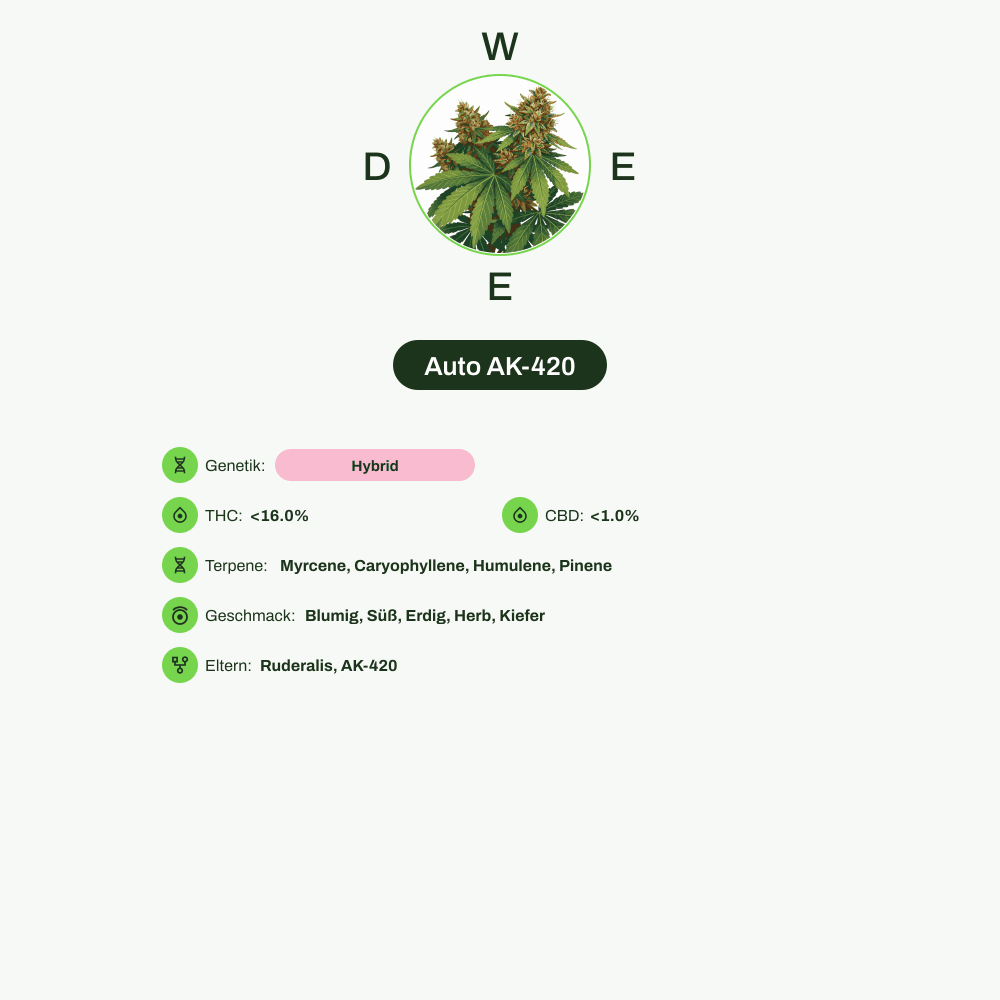 Infografik über THC-Gehalt, CBD-Gehalt, Terpene, Wirkungen, Geschmack von Auto AK-420