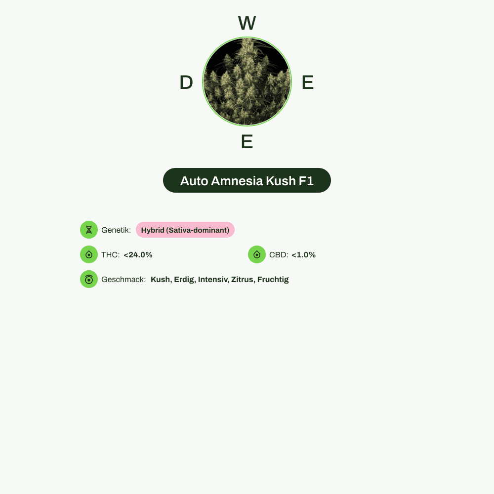 Infografik über THC-Gehalt, CBD-Gehalt, Wirkungen, Geschmack von Auto Amnesia Kush F1