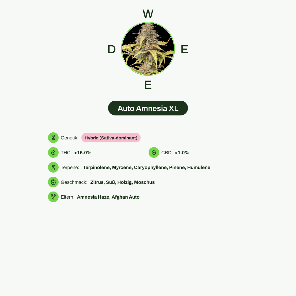 Infografik über THC-Gehalt, CBD-Gehalt, Terpene, Wirkungen, Geschmack von Auto Amnesia XL